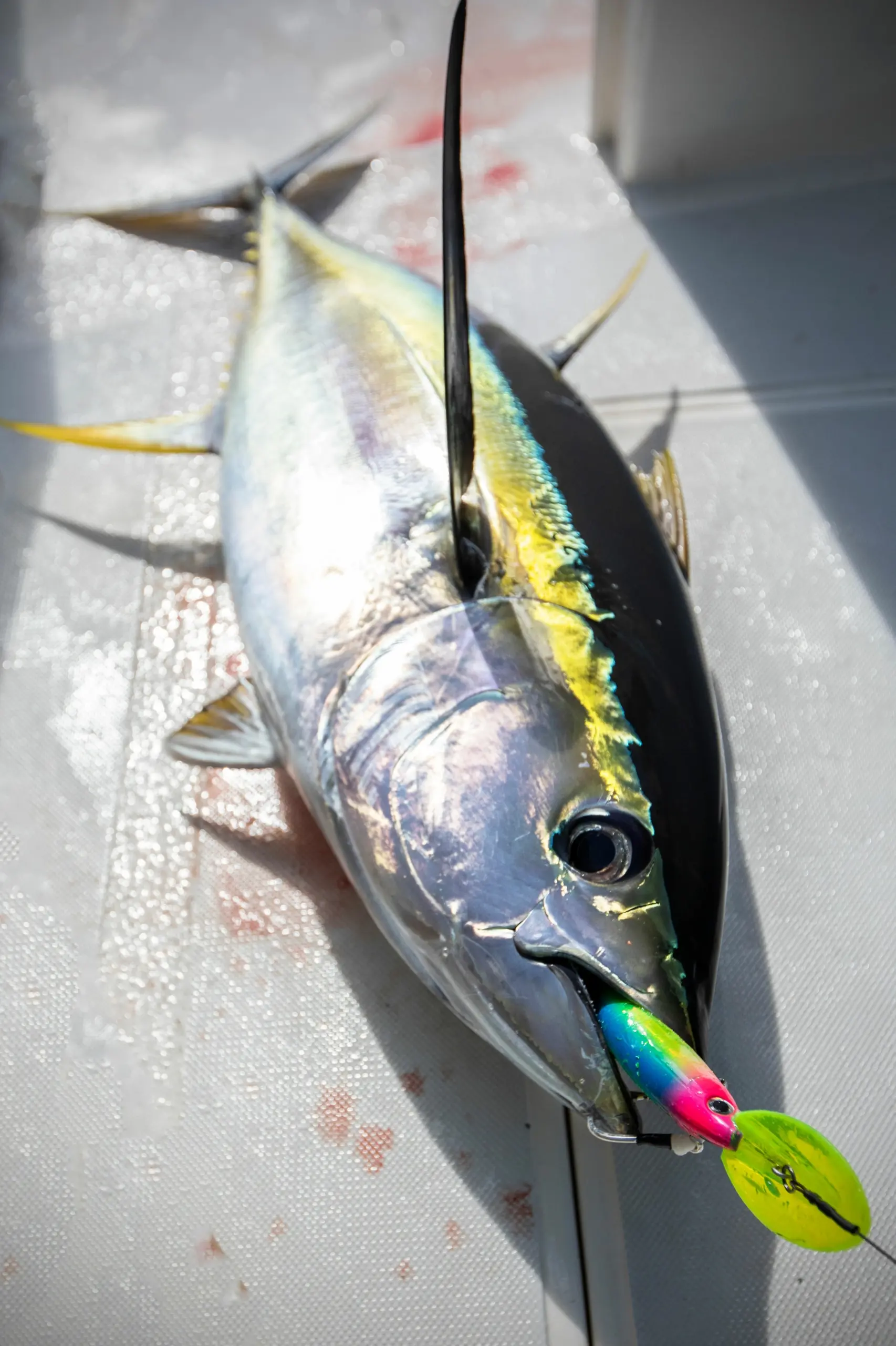 Rapala Xrap Magnum Divebait 40 – Sea Fishing Tackle Webshop
